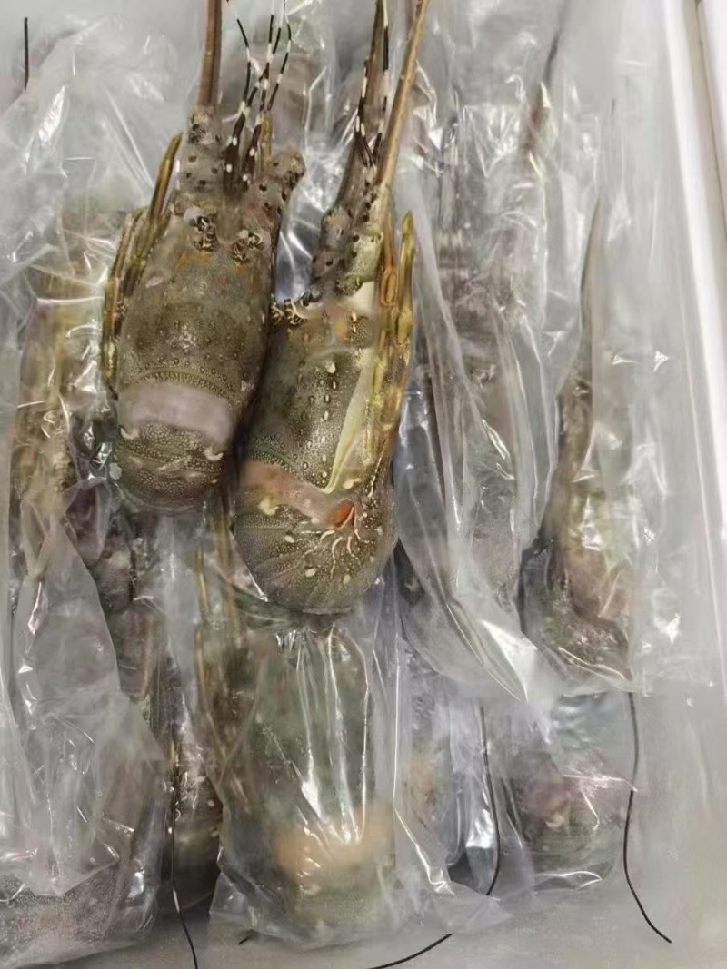 小青龙价格低各规格有货，对接批发市场，档口，电商，一件代