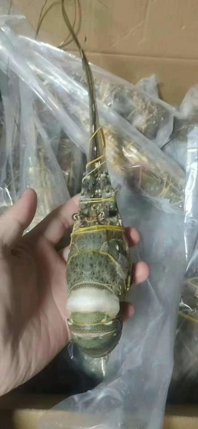 小青龙价格低各规格有货，对接批发市场，档口，电商，一件代