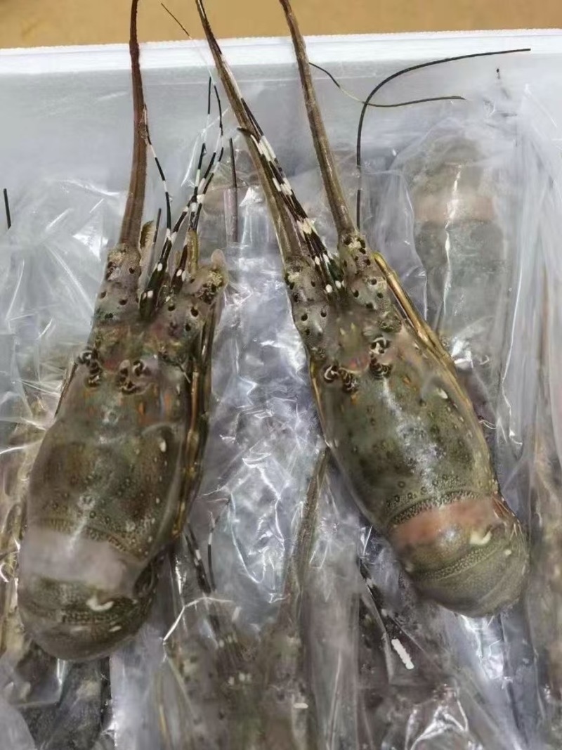 小青龙价格低各规格有货，对接批发市场，档口，电商，一件代