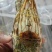 小青龙价格低各规格有货，对接批发市场，档口，电商，一件代