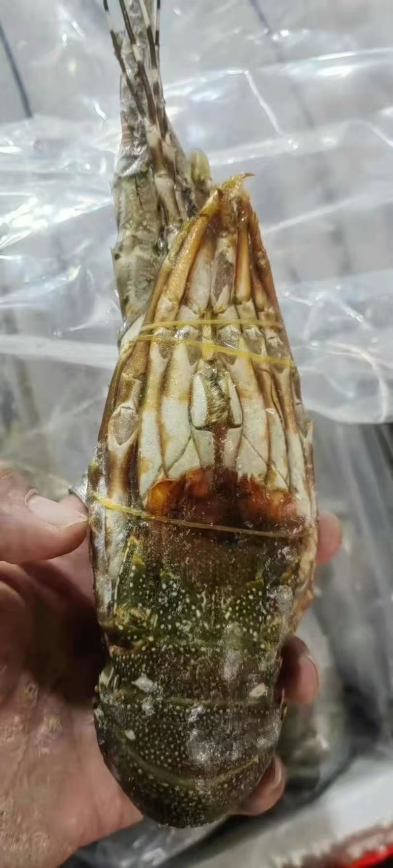 小青龙价格低各规格有货，对接批发市场，档口，电商，一件代