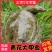 生态甲鱼鲜活公母野外放养老鳖外塘青黄水鱼团鱼鲜美王八新鲜