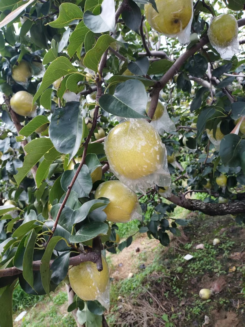 阳信黄冠梨大量上市，量大从优