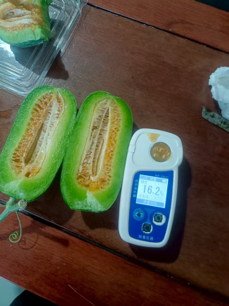 博洋72甜瓜玻璃脆甜瓜博洋六甜瓜种植产地量大诚信代收