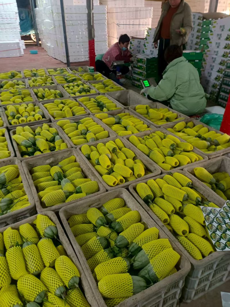 博洋72甜瓜玻璃脆甜瓜博洋六甜瓜种植产地量大诚信代收