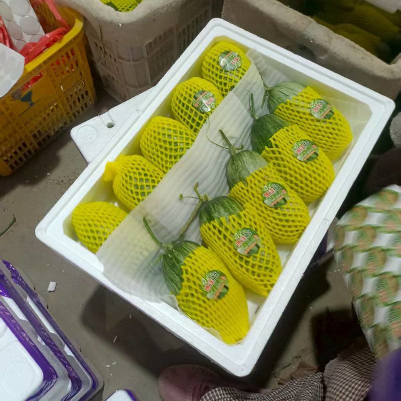 金冠甜瓜甜宝甜瓜种植产地量大口感好寻长期合作诚信代收