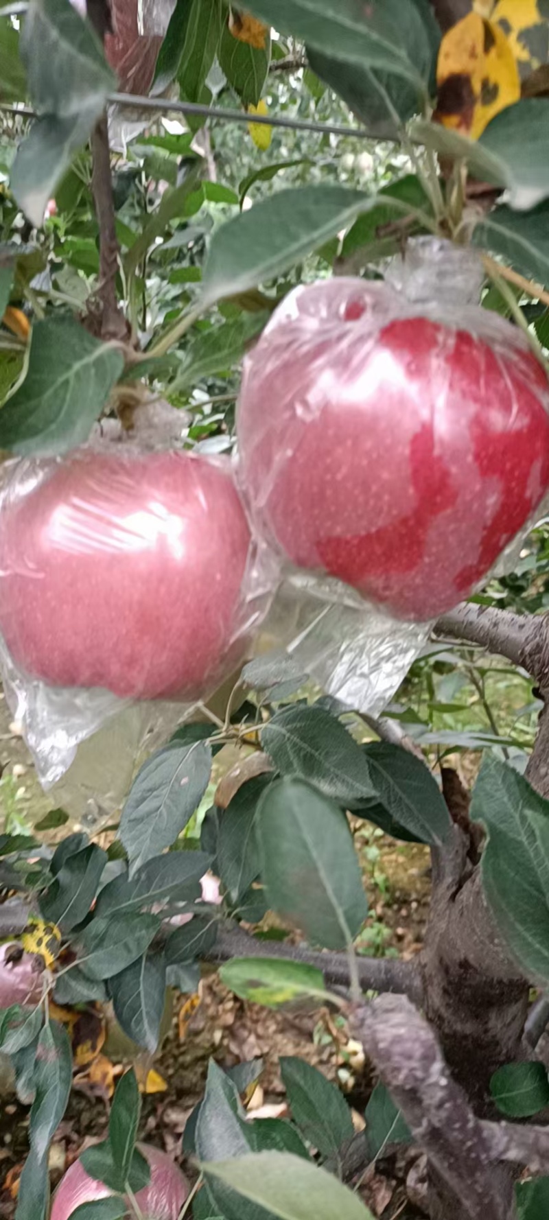 红星苹果自己家的果园，一手货源，新鲜采摘