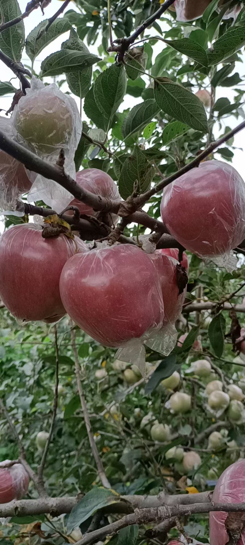 红星苹果自己家的果园，一手货源，新鲜采摘