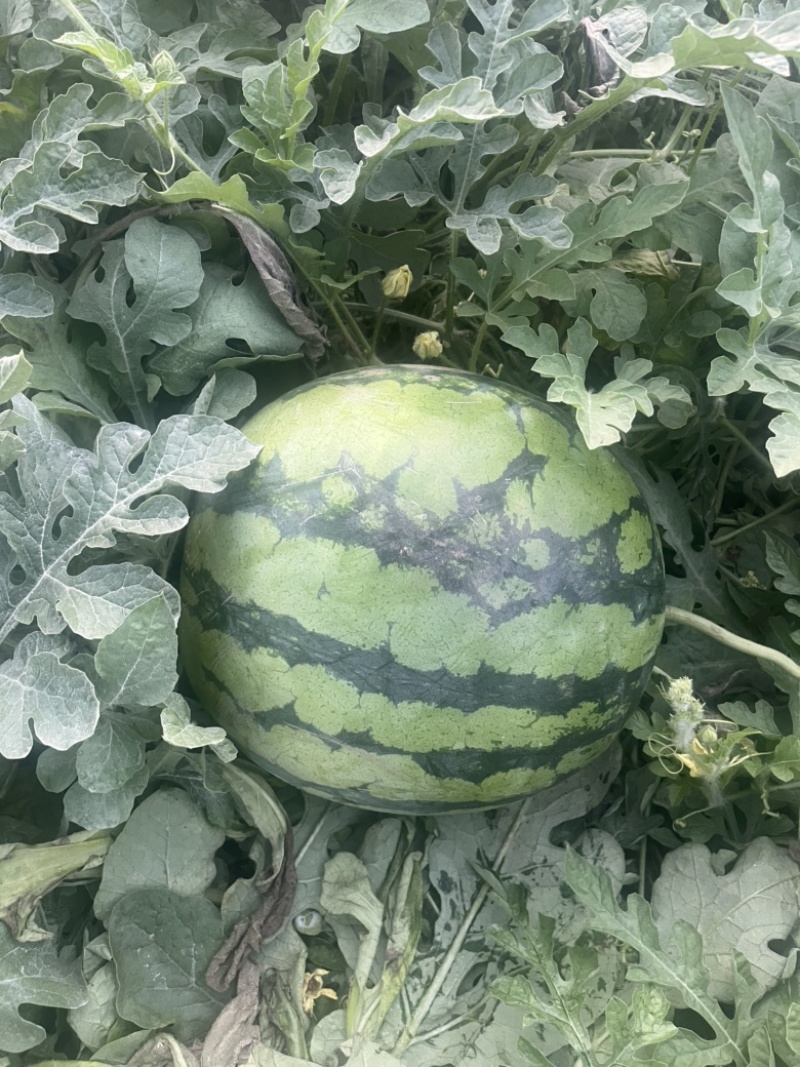 麒麟西瓜