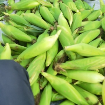 农科糯336甜糯玉米鲜食玉米
