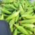 农科糯336甜糯玉米鲜食玉米