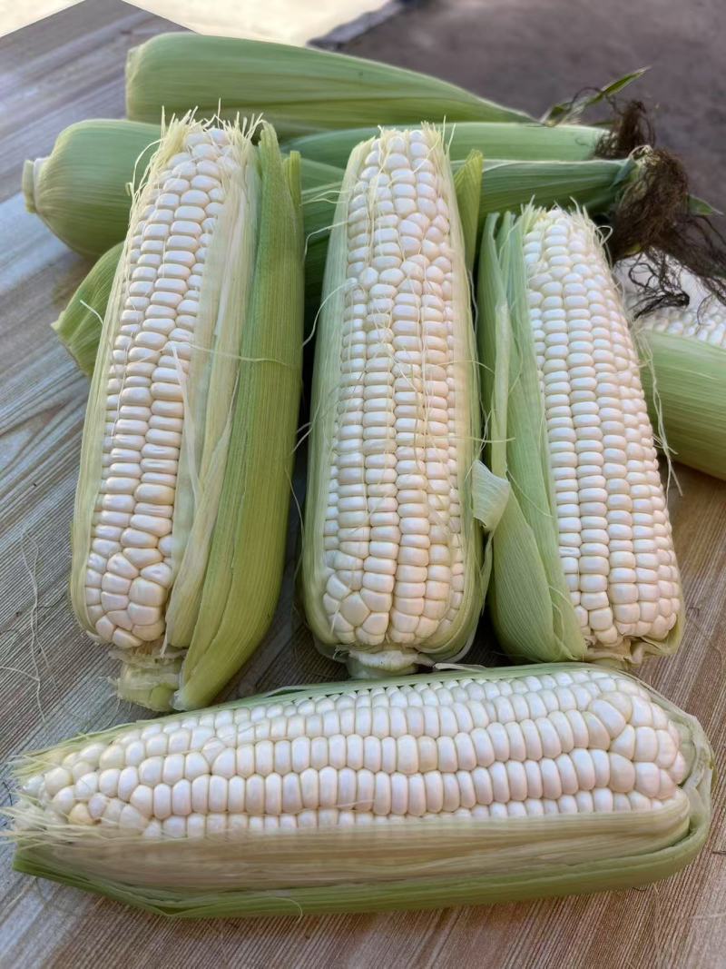 农科糯336甜糯玉米鲜食玉米