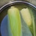 农科糯336甜糯玉米鲜食玉米