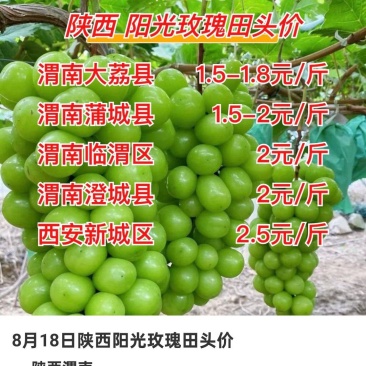 陕西大荔阳光玫瑰品质保证产地直发价格优惠实力商家