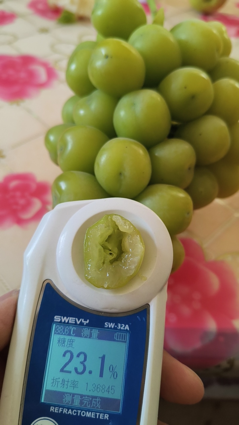 陕西大荔阳光玫瑰品质保证产地直发价格优惠实力商家