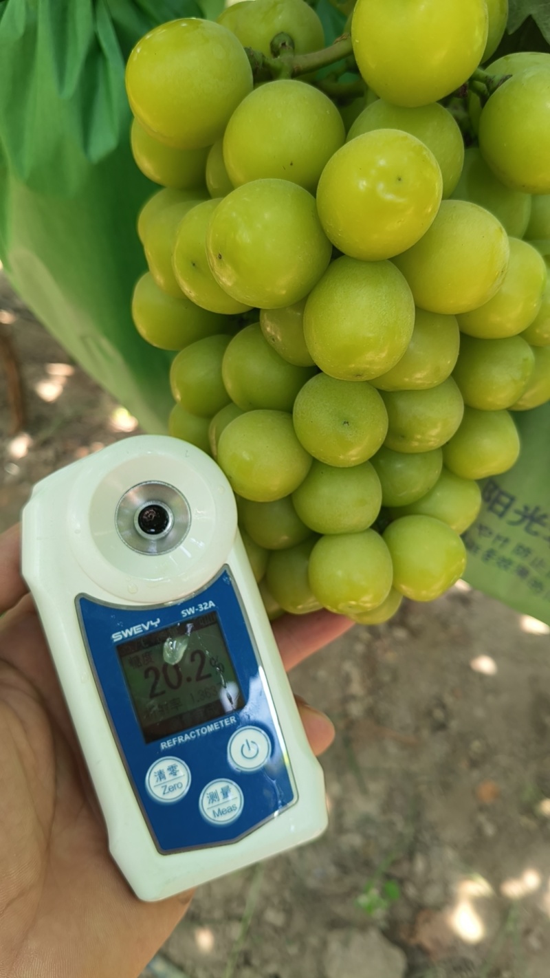 陕西大荔阳光玫瑰品质保证产地直发价格优惠实力商家