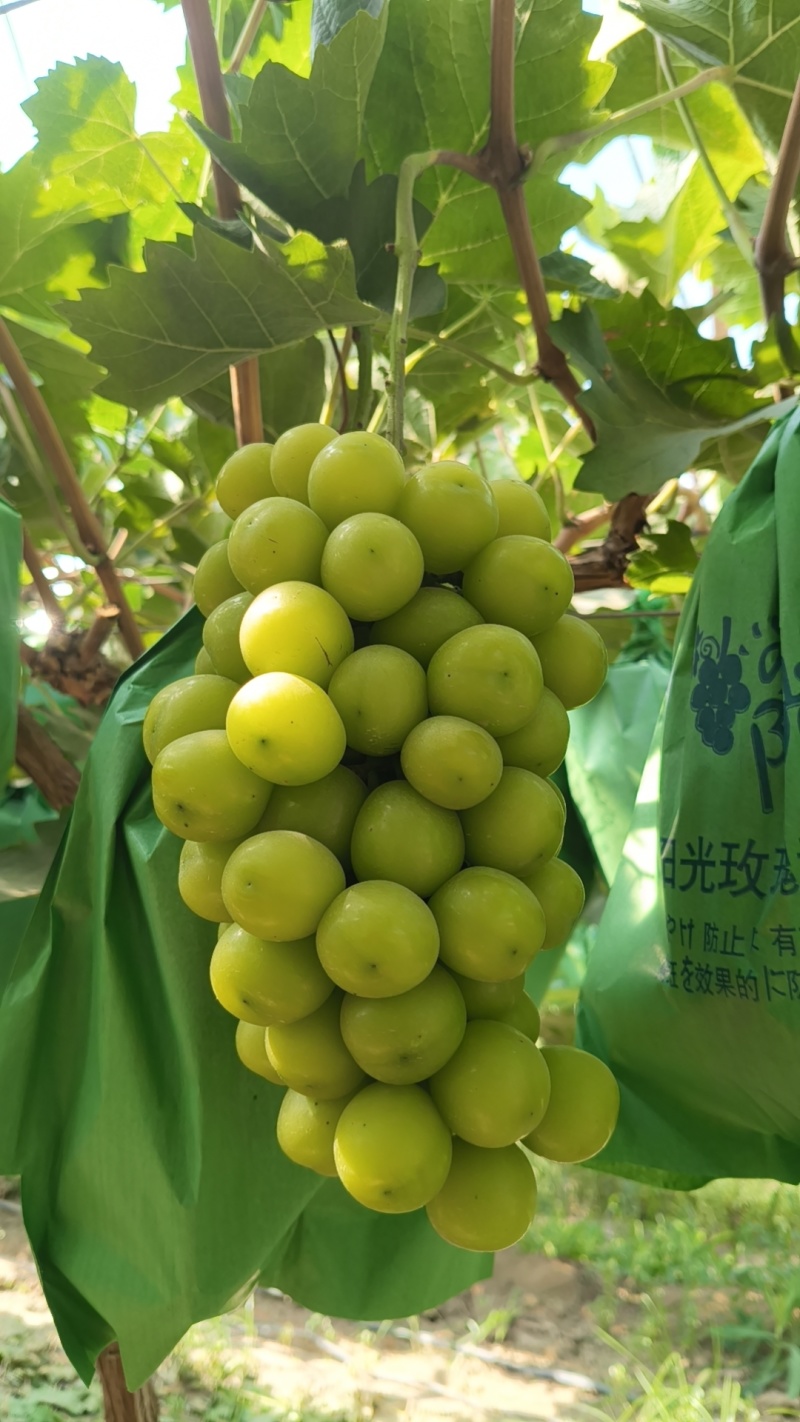 陕西大荔阳光玫瑰品质保证产地直发价格优惠实力商家