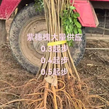 紫穗槐