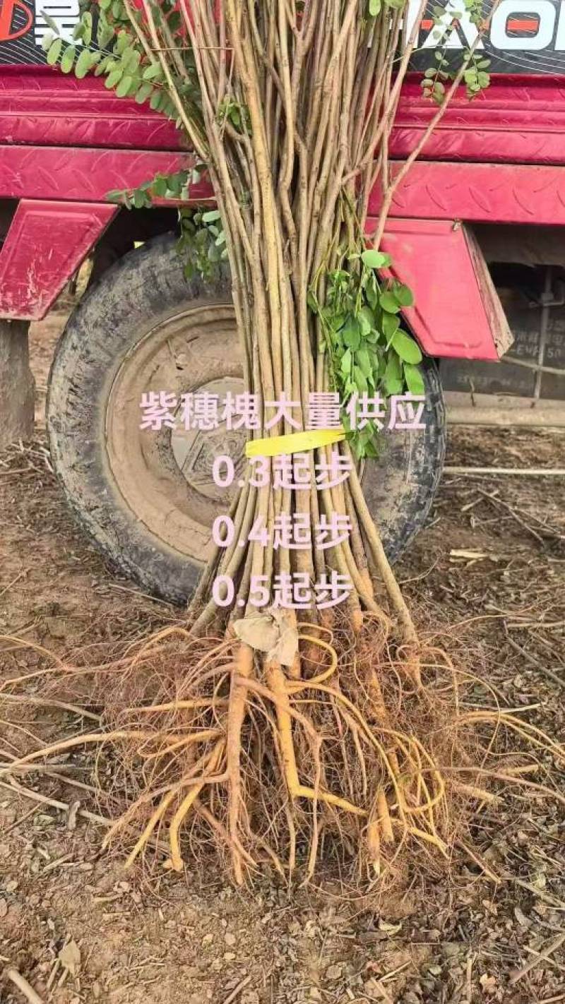 紫穗槐