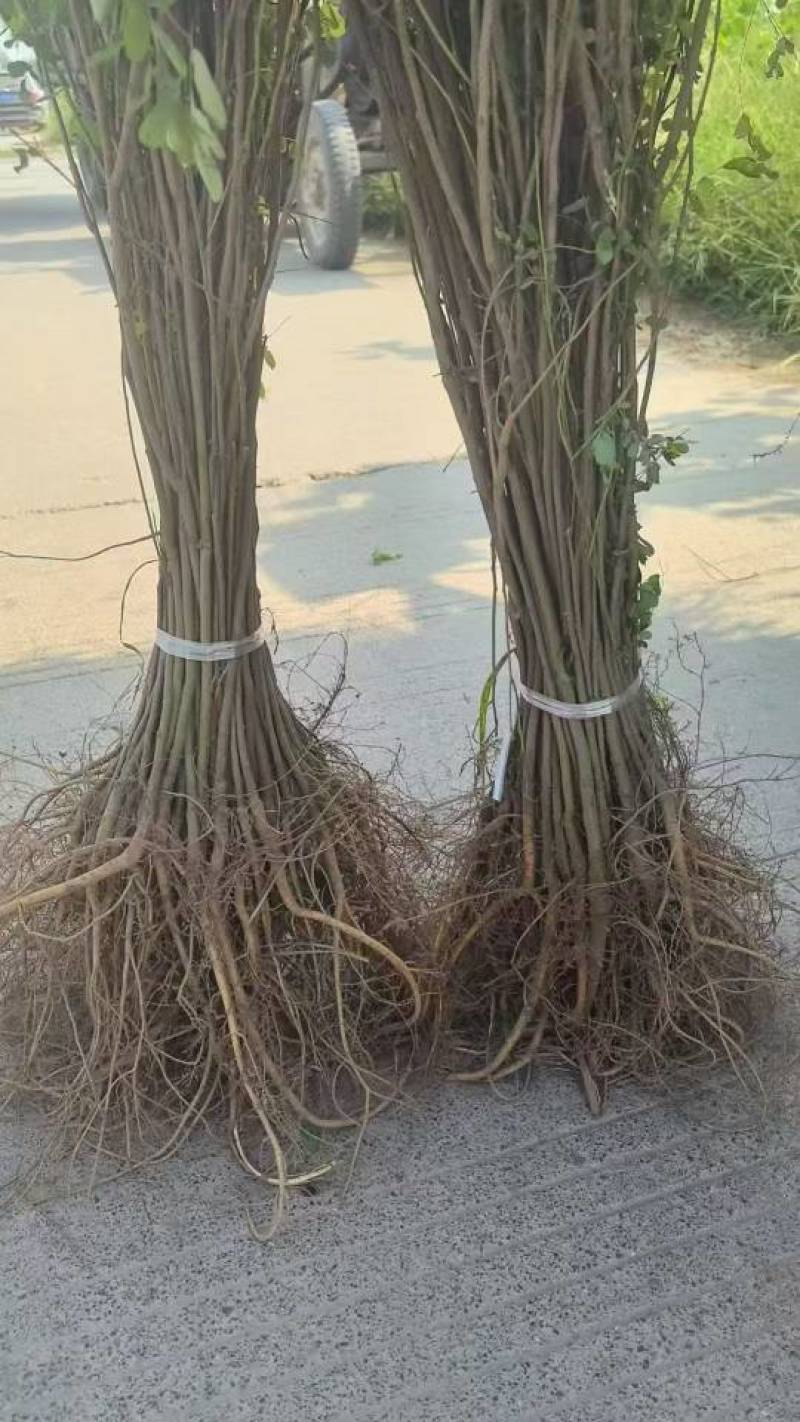 紫穗槐