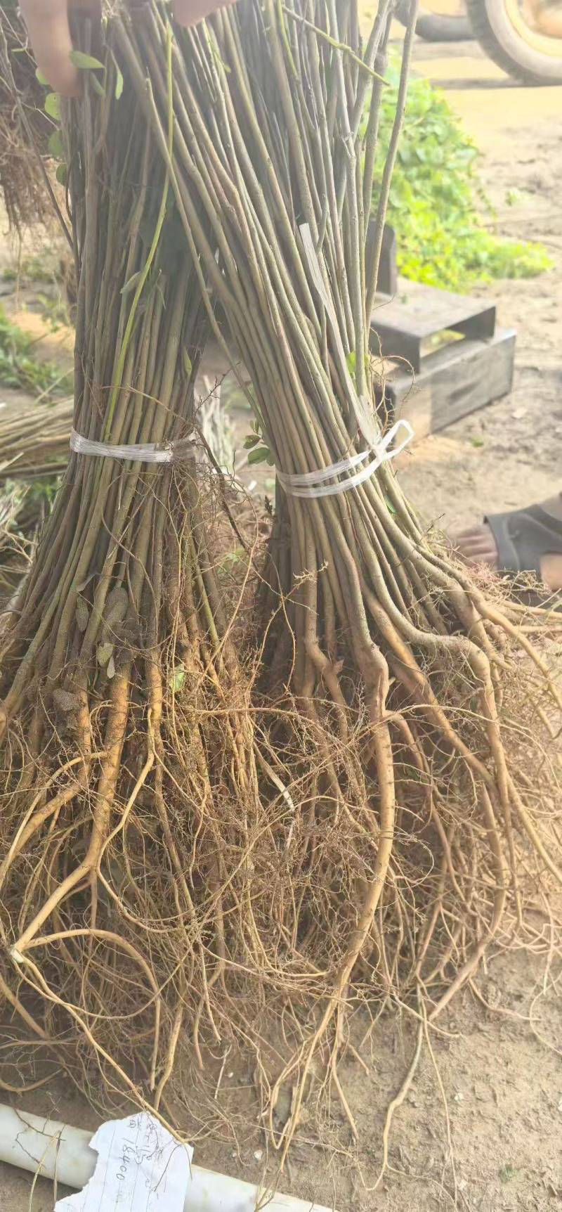 紫穗槐