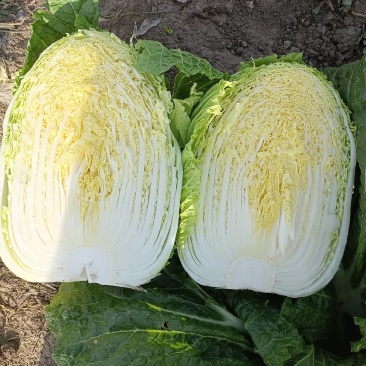 黄心白菜货源充足有需要的联系我