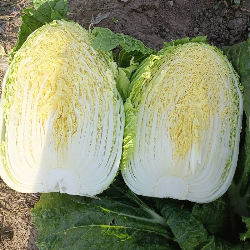 黄心白菜货源充足有需要的联系我