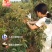 出售5年李子树苗