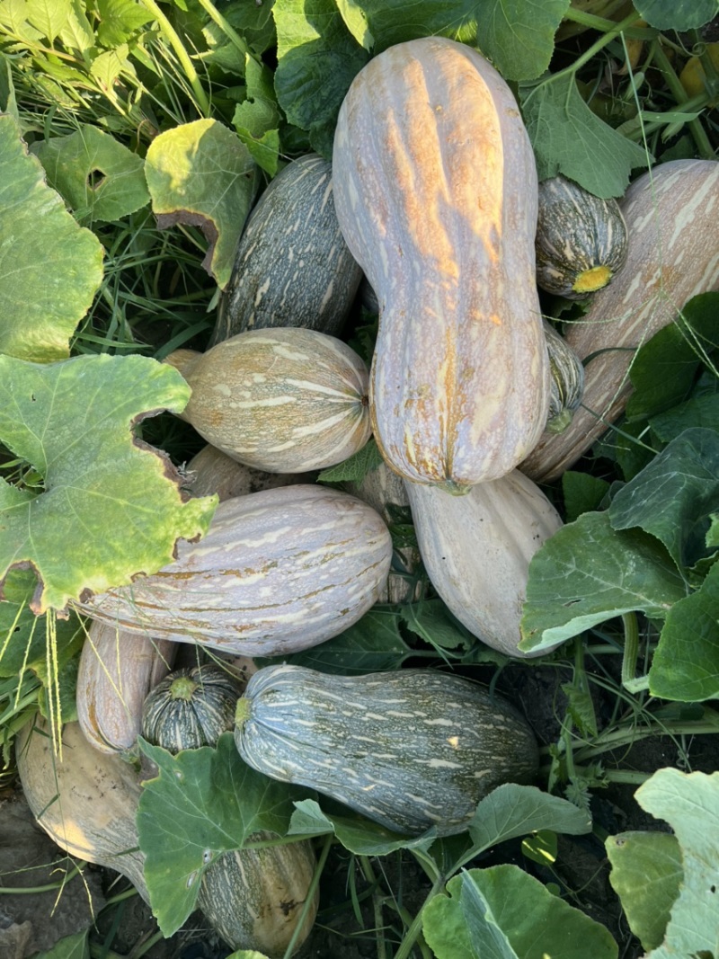 头茬蜜本南瓜