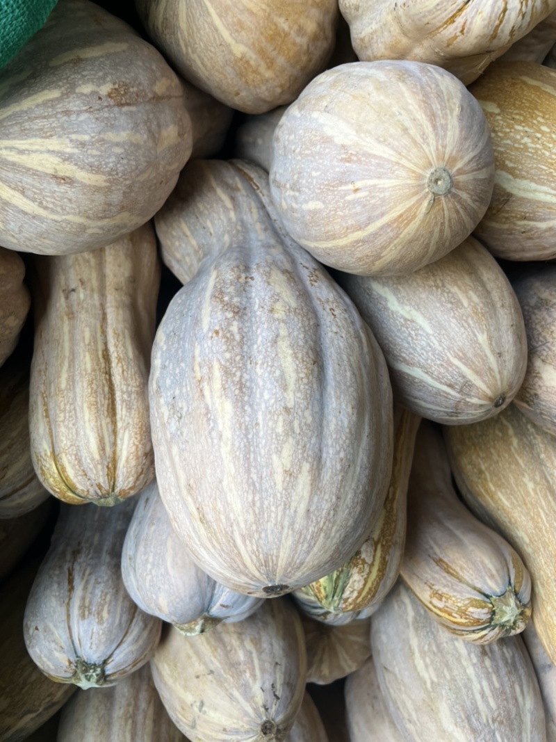 头茬蜜本南瓜