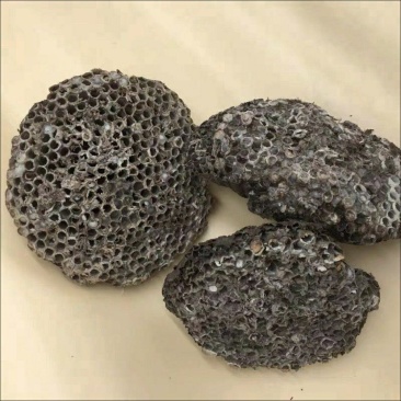 野生马蜂窝