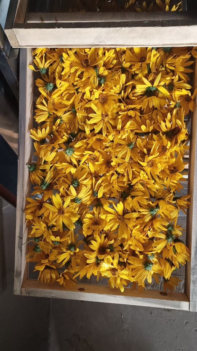 洋姜花胰岛花菊芋花