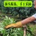 产地直销花椒批发江津青花椒