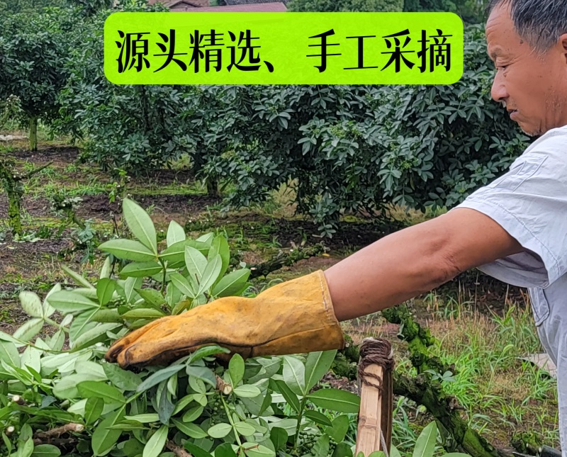 产地直销花椒批发江津青花椒