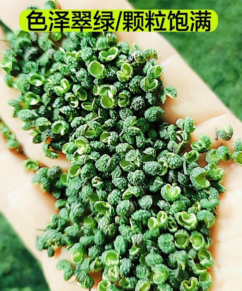 产地直销花椒批发江津青花椒