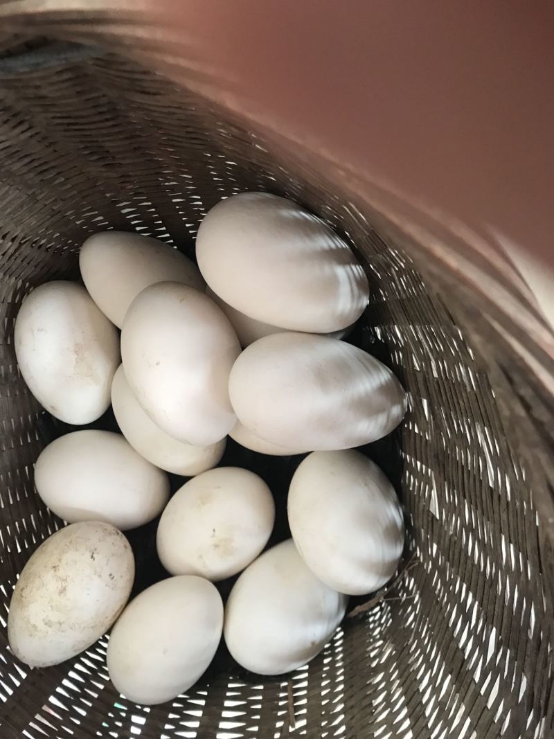 纯粮食散养绿壳鸡蛋，传统老母鸡红鸡蛋，食草散养鹅蛋。
