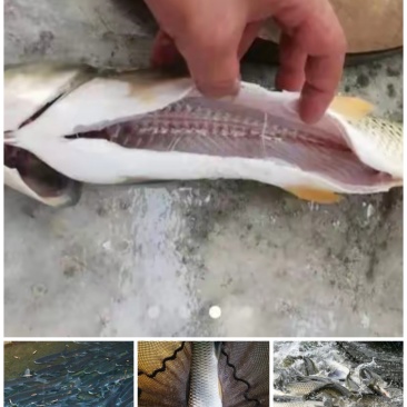 吊水瘦身鱼（草鱼、鲤鱼、花鲢、江团等），每天出鱼15吨