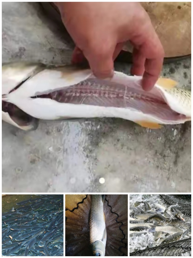 吊水瘦身鱼（草鱼、鲤鱼、花鲢、江团等），每天出鱼15吨