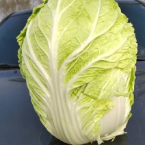 大量有货
