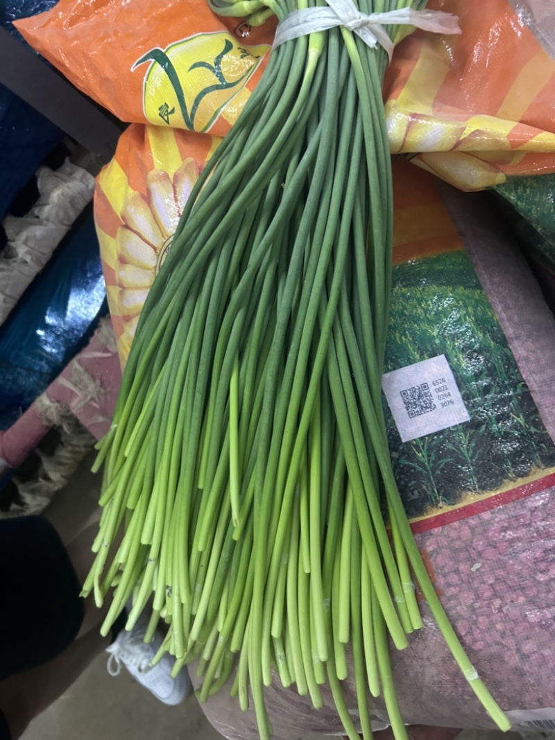 商河蒜薹产地直销，精品红帽、白帽，一手货源全国代发。