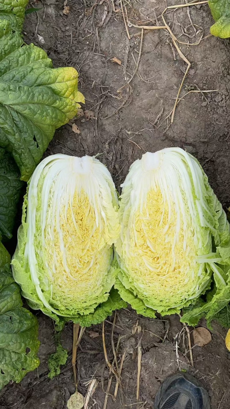 东北白菜大量有货，市场，酸菜厂，泡菜厂