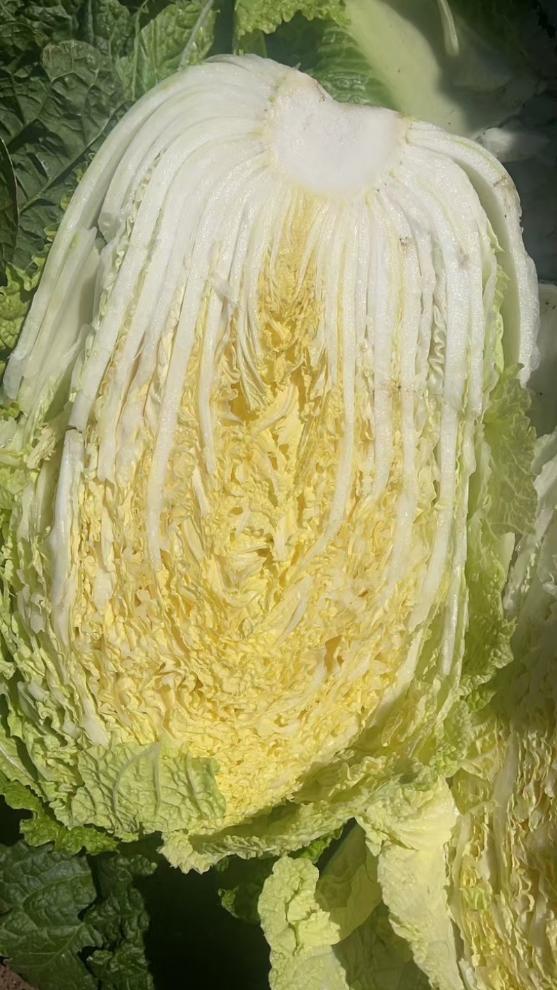 东北白菜大量有货，市场，酸菜厂，泡菜厂