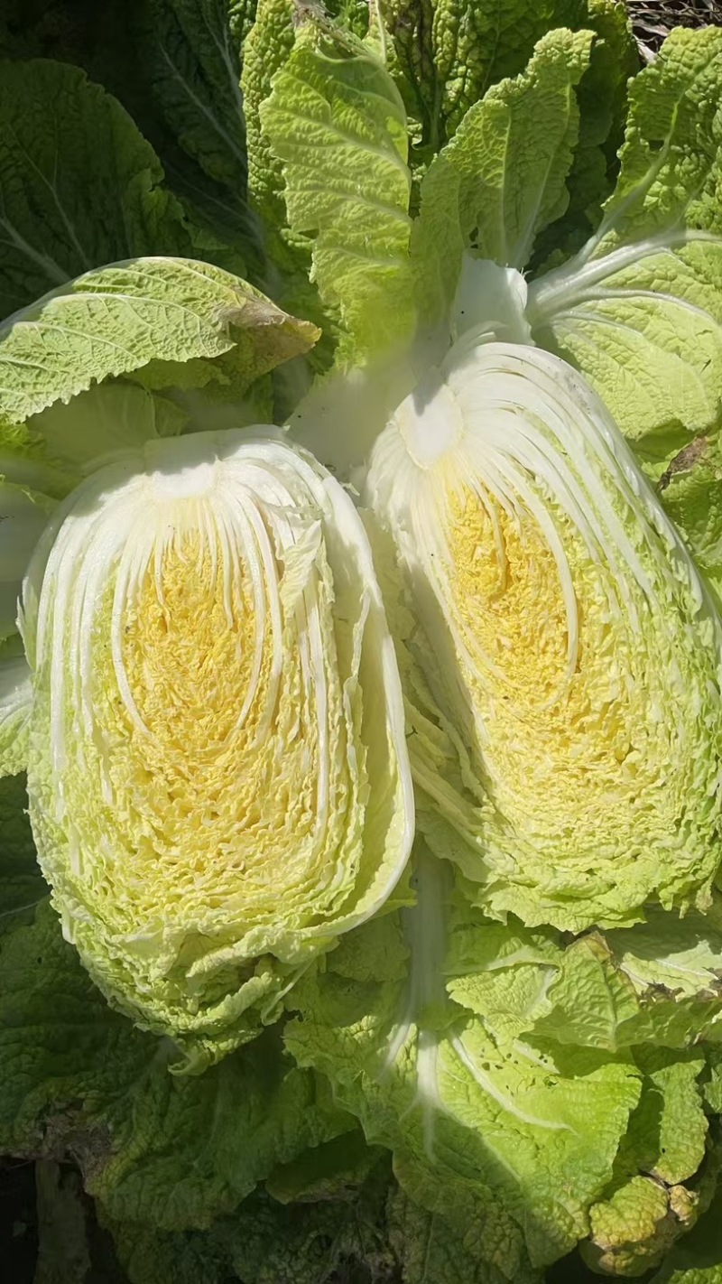 东北白菜大量有货，市场，酸菜厂，泡菜厂
