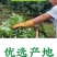 【江津青花椒】特级干货源头基地直供现货