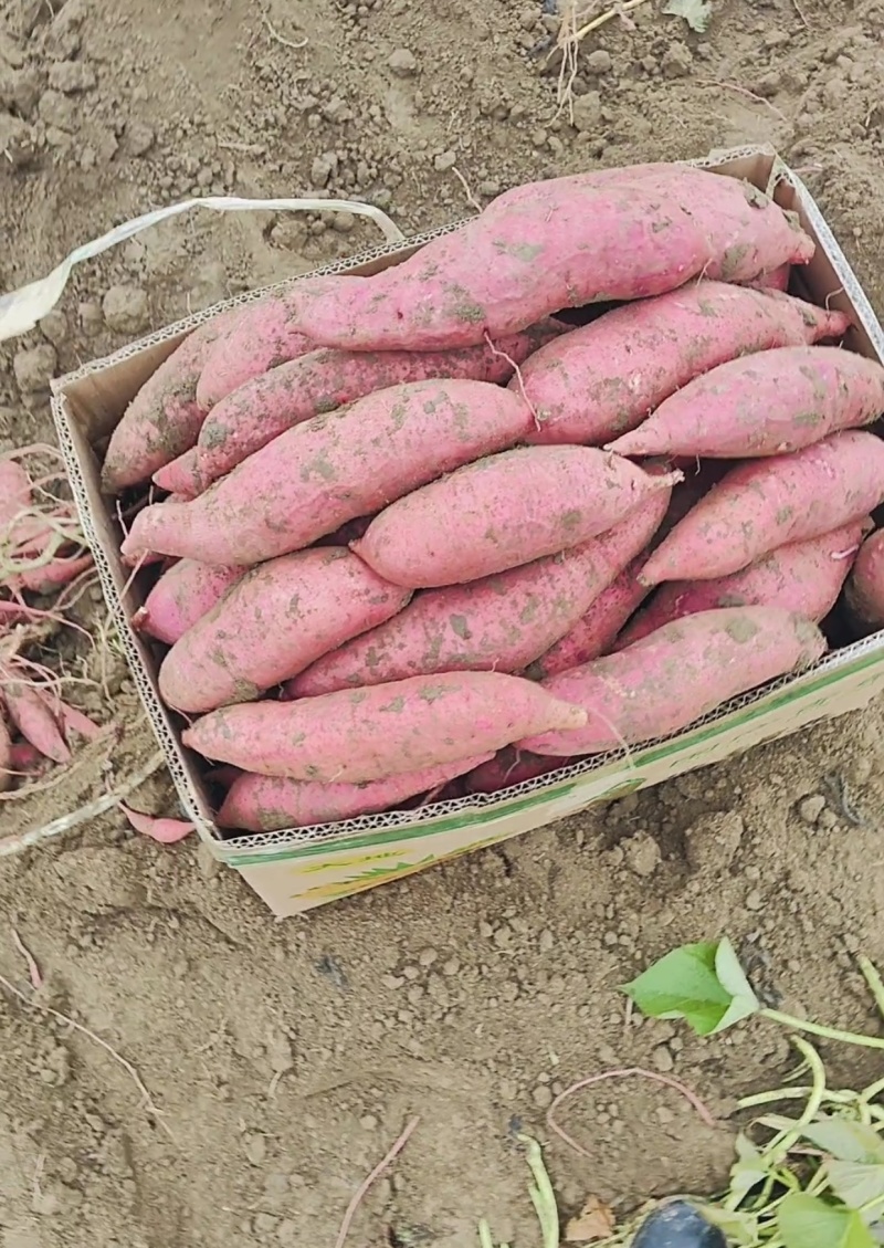 安徽黑土地西瓜红蜜薯大量上市产地直发全国欢迎大家联系质量