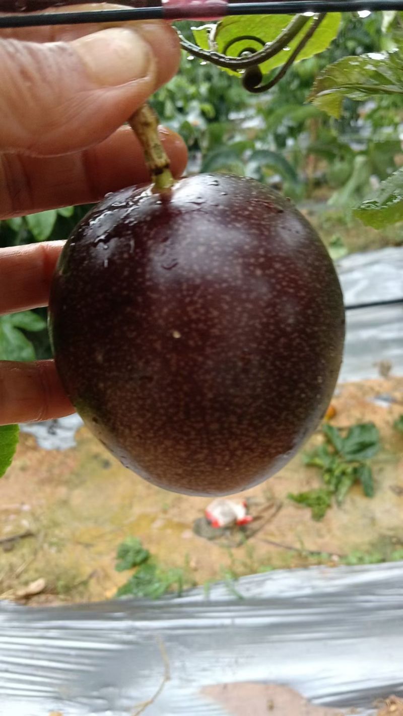 云南紫皮百香果，现摘，大量现货
