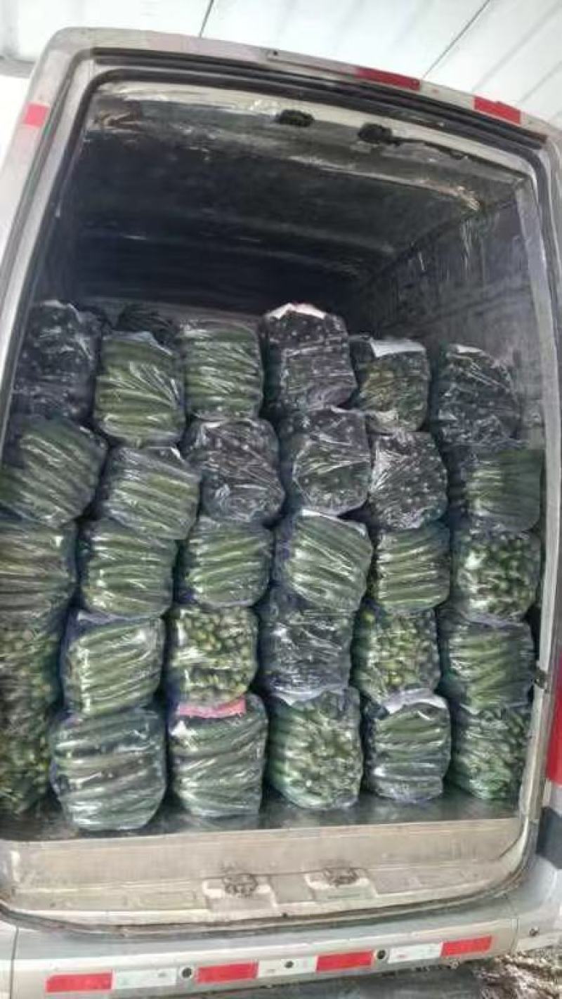 黄瓜货源充足大量上市一手货源产地直销全国通发