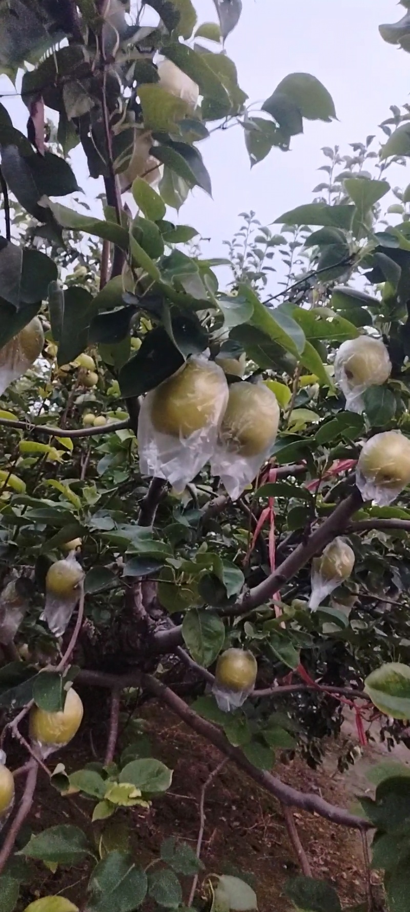 阳信皇冠梨大量上市价格便宜