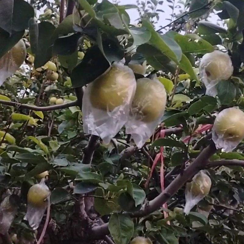 阳信皇冠梨大量上市价格便宜