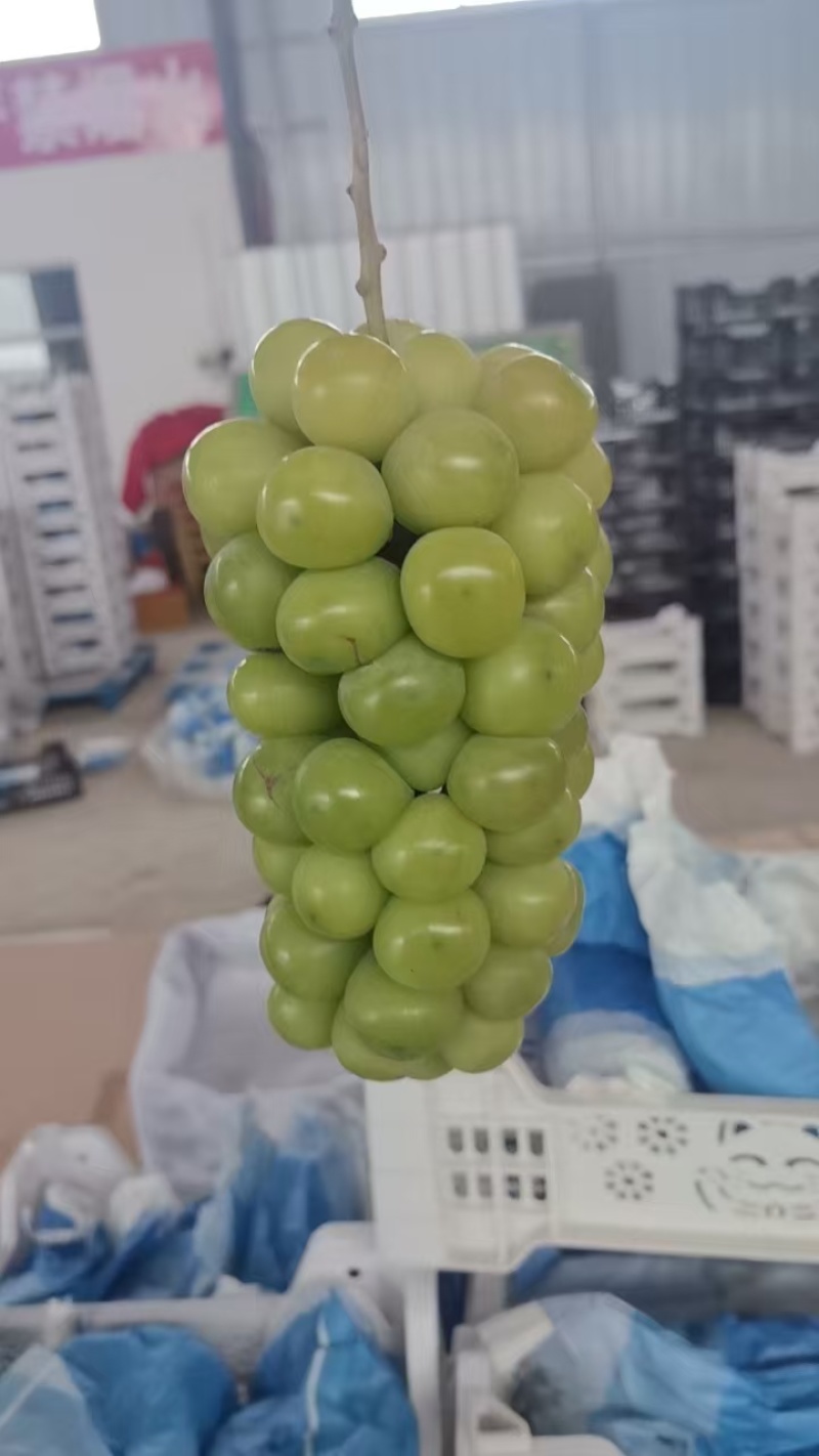 阳光玫瑰晴王葡萄大量有货颗粒大串型好口感脆甜
